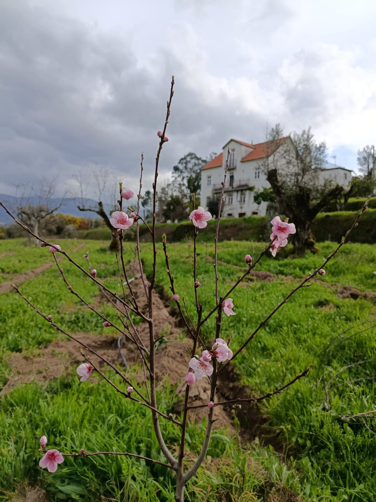 Amendoeiras em flor na primavera com a casa ao fundo